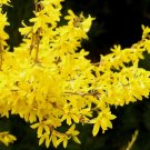 Weeping Forsythia {Forsythia suspensa} 20 Seeds