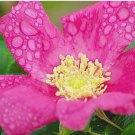 Seaside Pink Rose Fruiting Shrub 30 Seeds