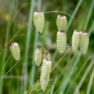 Quaking Grass Ornamental Cutting 100 Seeds