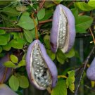 Chocolate Vine Purple Bouquet Edible 5 Seeds