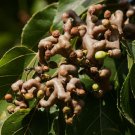 Japanese Raisin Tree 10 Seeds From US