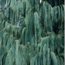 Kashmir Cypress { Cypressus darjeelingensis} 30 Seeds