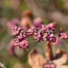 20 Seeds Coralberry {Symphoricarpos Orbiculatus}