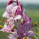 10 Seeds Red Gas Plant {Dictamnus Var. Rubra}
