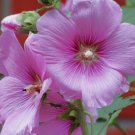 Hibiscus Moscheutos Rose Mallow 25 Seeds