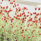Strawberry Fields Globe Amaranth 20 Seeds