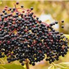 American Elderberry (Sambucus Canadensis) 50 Seeds