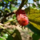 American Mulberry Red Mulberry 50 Seeds