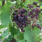 Wine Grape 20 Seeds