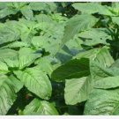 300 Seeds Green Amaranth Chinese Spinach Yin Cho Green