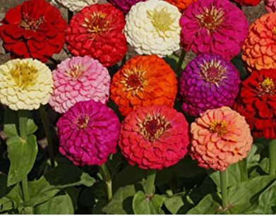 100 Seeds Dahlia Flowered Mix