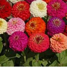 100 Seeds Dahlia Flowered Mix