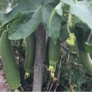 10 Seeds Vegetable Sponge Dishcloth Gourd Luffa Sponge