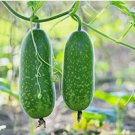 15+ Organic Hairy Skin Gourd Fuzzy melon