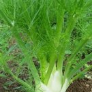 100 Seeds Florence Fennel Microgreen Microherb Garden