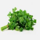 200 Seeds Italian Parsley Dark Green Flat Leaf Garden