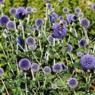 25 Seeds Globe Thistle Blue