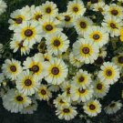 200 Seeds Chrysanthemum Polar Star Flower