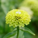 100 Seeds Zinnia Envy Green