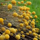 50 Seeds Billy Buttons Craspedia Globosa