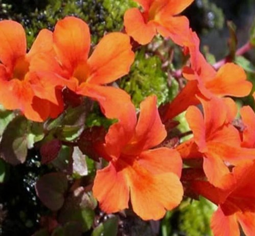 100 Seeds Mimulus Monkey flower Orange
