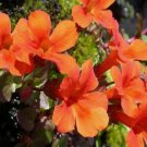 100 Seeds Mimulus Monkey flower Orange