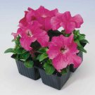 25 Seeds Petunia Grandiflora Pink