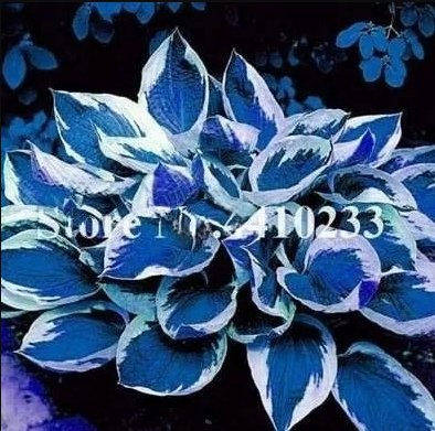 Beautiful Hosta Bonsai 150 Seeds Perennials Lily Flower Shade Hosta