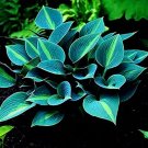 Hot Selling Gimax 150 Seeds Hosta Flower Garden Perennials Ornamental