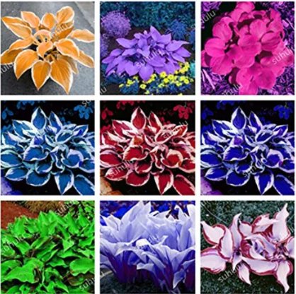 Beautiful Hosta Bonsai 150 Seeds Perennials Lily Shade Hosta Flower Grass