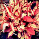 Eye-Catching Hosta 150 Seeds Red and Gold Stripe Pattern - Stunning Garden Addition