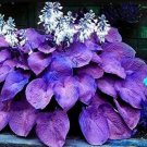 Hosta 200 Seeds Purple Round Leaves