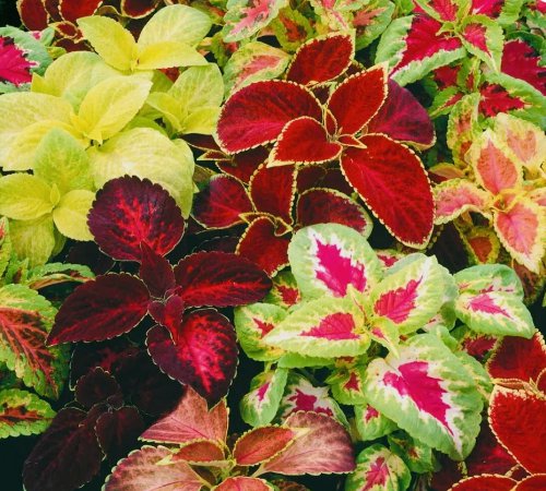 COLEUS RAINBOW MIX FLOWER SEEDS NON GMO FRESH HARVEST USA