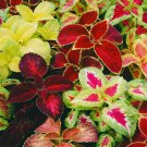 COLEUS RAINBOW MIX FLOWER SEEDS NON GMO FRESH HARVEST USA