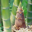 Giant Moso Bamboo Perennial evergreen Grows Edible Bamboo 50 Seeds USA