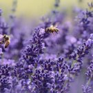Lavender Vera English NON-GMO 200 Seeds USA