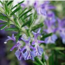 Rosemary Non Gmo Heirloom Variety Sizes Anthos 50 Seeds USA