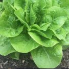 Buttercrunch Butterhead Lettuce Non Gmo 700 Seeds USA