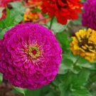 50 Seeds Lilliput Zinnia Mix Zinnia Elegans Non Gmo Colorful USA