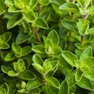 4000 Seeds Italian Oregano Herb Origanum Vulgare Non Gmo USA