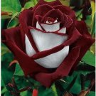 20 Seeds Love In Rose Bush USA