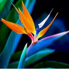 5 Seeds Orange Bird Of Paradise Strelitzia Reginae Tropical Crane Flower Plant USA