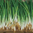 200 Seeds Evergreen Bunching Onion USA