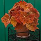 15 Seeds Begonia ‘Autumn Flowers Easy to Grow Garden Tree USA