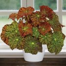 15 Seeds Begonia Amelia's Flowers Easy to Grow Garden TreeUSA