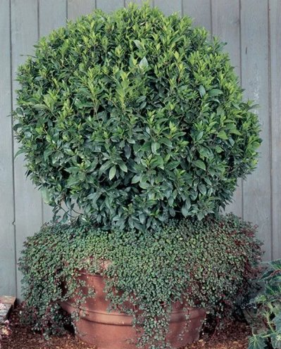 15 Seeds Bay Leaf Plant Flowers Easy to Grow Garden Tree USA