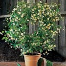 15 Seeds Asian Jasmine ‘Mandanianum Flowers Easy to Grow Garden Tree USA