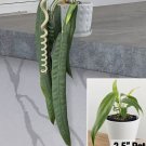 15 Seeds Anthurium wendlingeri Flowers Easy to Grow Garden Tree USA