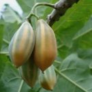 25 Seeds Oak Leaved Papaya Seeds for Garden Planting USA