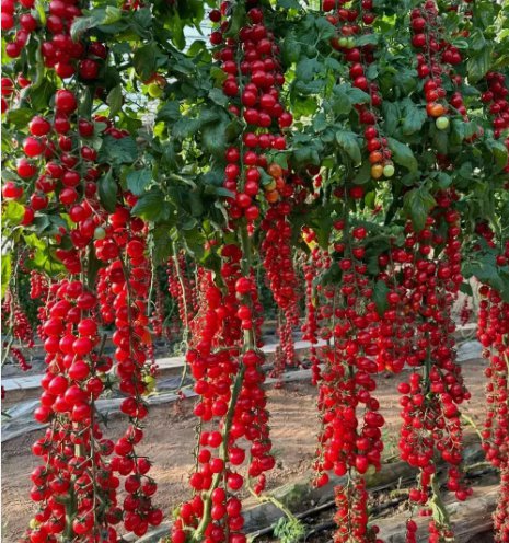 100 SEEDS WATERFALL TOMATOES SWEET HIGH YIELD HEIRLOOM Planting USA